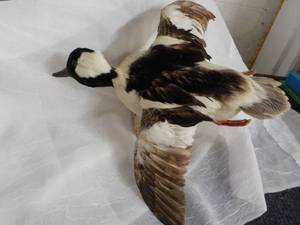 lot 23 image: Duck Mounted Wall Hanging...