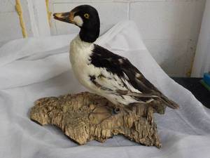 lot 24 image: Duck  Mounted on Wood...