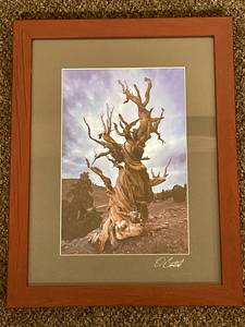 lot 66C image: Framed Photo Twists of Time by David Barthel
