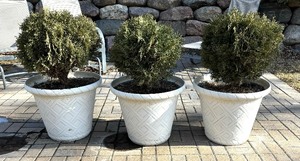 lot 28 image: Three Beautiful Bushes