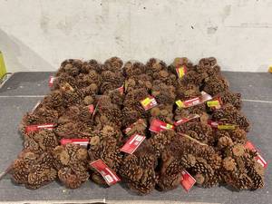 lot 198 image: LOT OF Holiday Time Cinnamon Scented Pine Cones