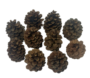 lot 332 image: Holiday Time Cinnamon Fragranced Brown Pinecones