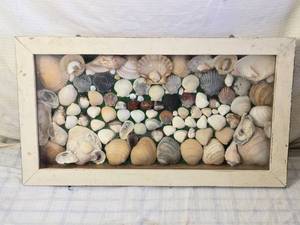 lot 164 image: Framed Seashell Display Collection