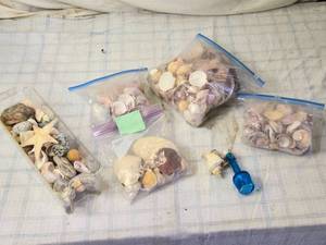 lot 165 image: Collection of Seashells and Stones