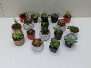lot 54 image: 17 Mini Faux Plants - Mixed Lot