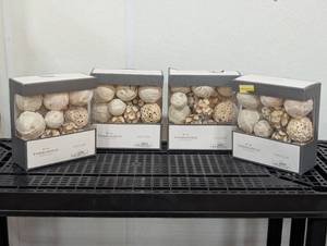 lot 4 image: Set of 4 - Vase Fillers - Threshold - Set of 4