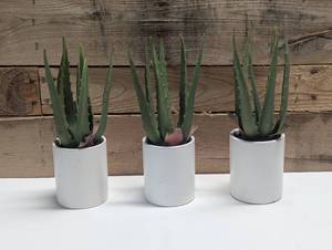 lot 67 image: Set of 3 Faux Plants - Project 62 - Table Top
