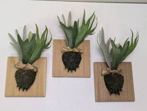 lot 104 image: Set of 3 Threshold 11 Artificial Staghorn Wall Hanging Green On Wooden Square