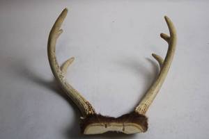 lot 286 image: Set of 2 Deer Antlers with Natural Base