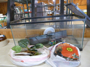 lot 238 image: Reptile Aquarium with Accessories
