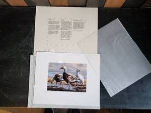 lot 125 image: AMAZING Blue Geese and Snow Goose Signed Gary Moss 6745000 Wildlife Print Never Hung