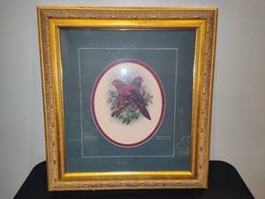 lot 113 image: Framed Wallaces Lory