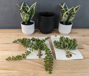 lot 54F image: Brand New Plant Items - 2 Artificial Plants, Ceramic Planter, 2 Packages Faux Stems N