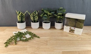 lot 310 image: Brand New Assortment of Artificial Plants Snake Plants, Eucalyptus Plants, Faux Stems, and Vase Filler N