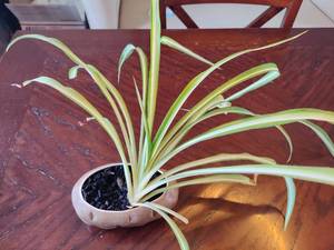 lot 245 image: Small Spider Plant in Potato Pot