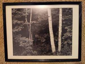 lot 251 image: Birch Trees by John Sexton