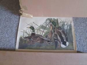 lot 20 image: Unframed wildlife prints...