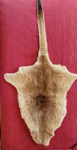 lot 191 image: Australian Kangaroo Pelt Hid