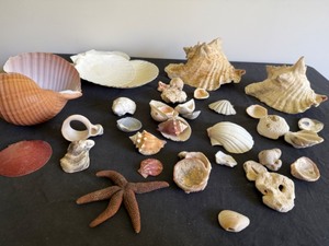 lot 4 image: Trip to the Beach Shell Collection