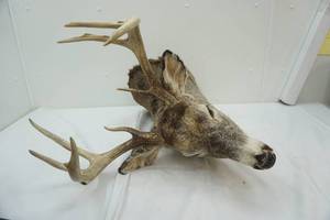 lot 210 image: Deer Mount 8pts