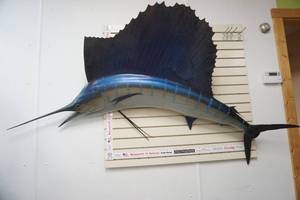 Sailfish replica