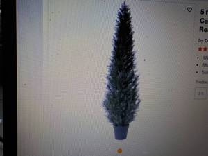 lot 3 image: Fern 5 ft tall...