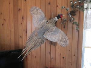 lot 1 image: Taxidermy stuffed and mounted Ringn...