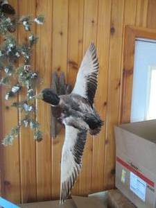 Taxidermy stuffed and mounted Malla...