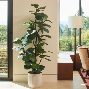 lot 67 image: 6.5 ft Slim Fig Tree