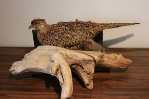 lot 642 image: One hen pheasant seized from hwy 22...
