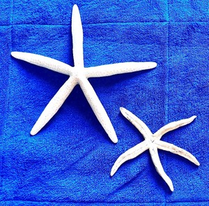 lot 52 image: Two Beautiful Starfish