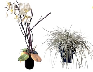 lot 31 image: Orchid & Sedge Faux House Plants
