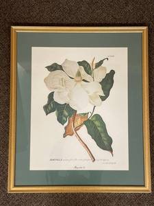 lot 46U image: Framed Magnolia Botanical Print