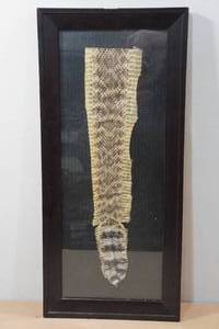 lot 125 image: Sweetwater Texas Rattlesnake Hunt Trophy Skin 2022