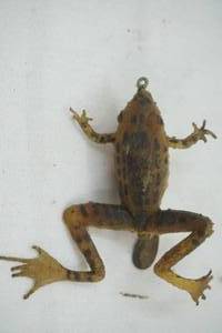 lot 255 image: Vintage Frog Fishing Lure