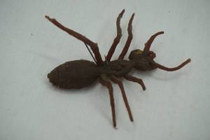 lot 443 image: Vintage rubber spider fishing lure