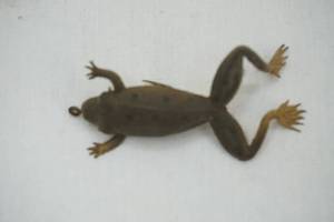 lot 522 image: Vintage Rubber Frog Fishing Lure