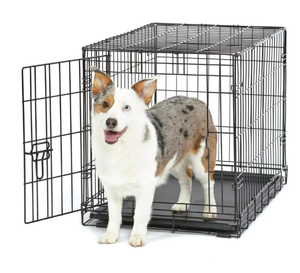 lot 672 image: Vibrant Life Single Door Folding Metal Wire Dog Crate with Divider and Tray, Black, 30