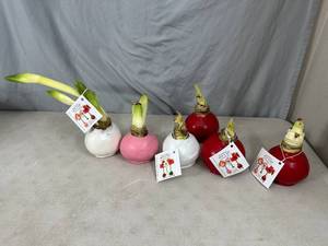 lot 67 image: 6 New Bloomaker Waxed Amaryllis Flowers