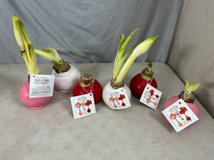 lot 93 image: 6 New Bloomaker Waxed Amaryllis Flowers
