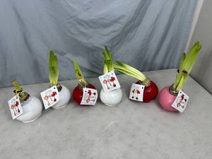 lot 135 image: 6 New Bloomaker Waxed Amaryllis Flowers