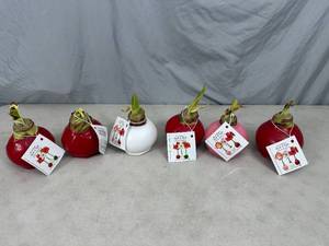 lot 137 image: 6 New Bloomaker Waxed Amaryllis Flowers