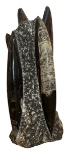 lot 62 image: Orthoceras Silurian Morocco