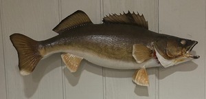 lot 299 image: Taxidermy Fish Wall Hanging