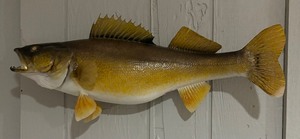 lot 324 image: Taxidermy Fish Wall Hanging
