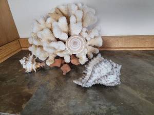 lot 121 image: Coral and Shell Specimen Collection