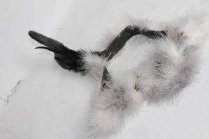 lot 352 image: Vintage Feather Boa with Black and White Plumage