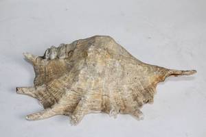 lot 364 image: Large Natural Conch Shell 10-inch Decorative Piece