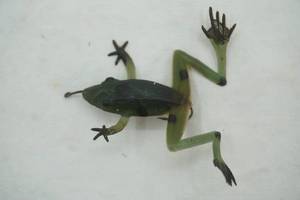 lot 190 image: Vintage rubber frog fishing lure