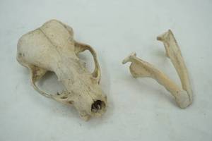 lot 516 image: animal skull & jawbone